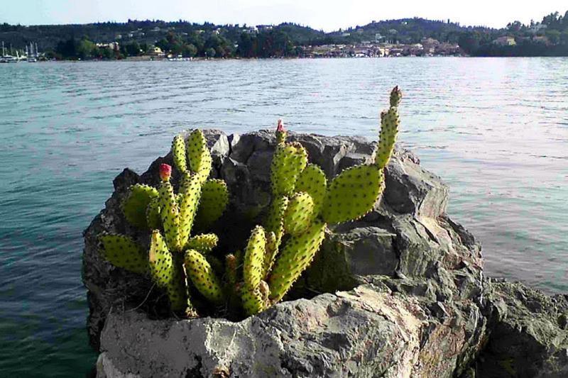 Apartament Empress Corfu